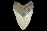 Fossil Megalodon Tooth - North Carolina #124922-1